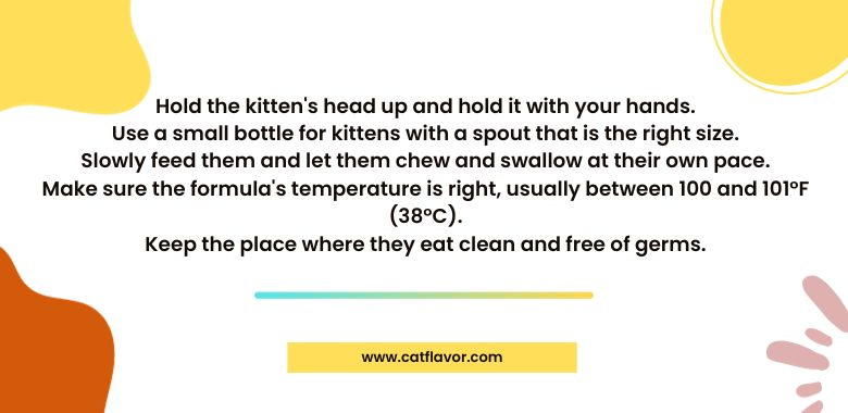 How Do I Feed a Newborn Kitten