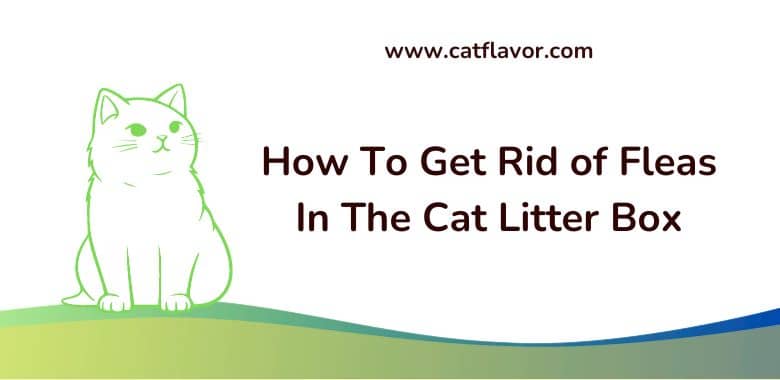 How To Get Rid of Fleas In The Cat Litter Box