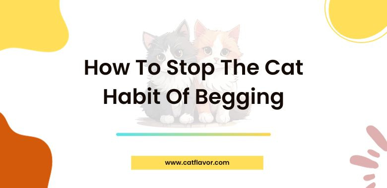 How To Stop The Cat Habit Of Begging