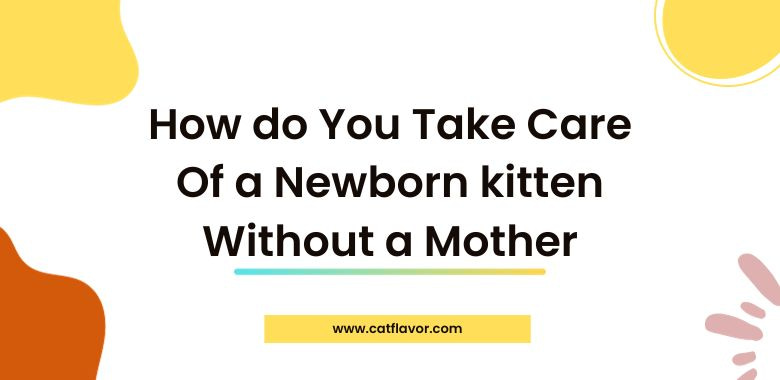 How do You Take Care Of a Newborn kitten Without a Mother
