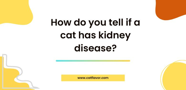 How do you tell if a cat has kidney disease