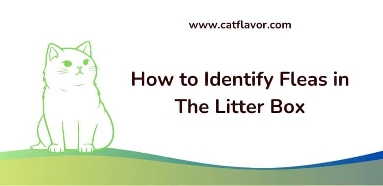 How to Identify Fleas in The Litter Box