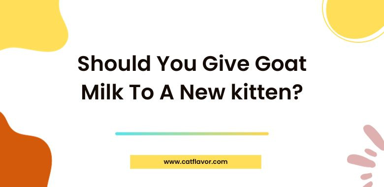 Should You Give Goat Milk To A New kitten