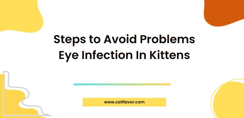 Steps to Avoid Problems Eye Infection In Kittens