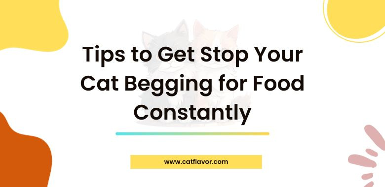 Tips to Get Stop Your Cat Begging for Food Constantly