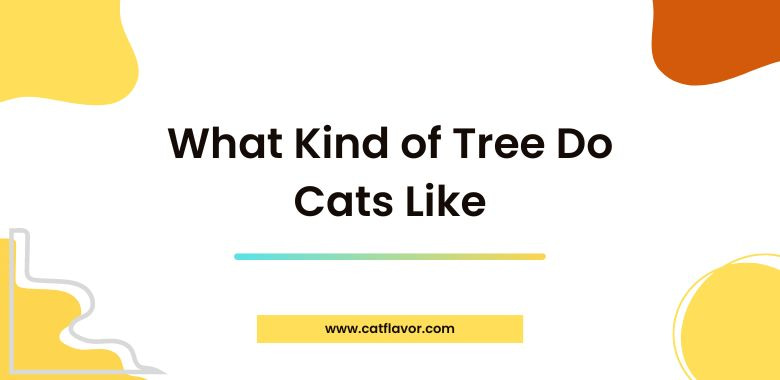 What Kind of Tree Do Cats Like