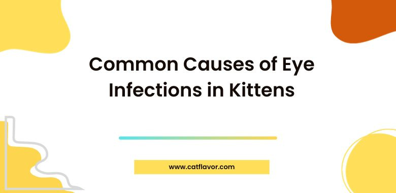 Common Causes of Eye Infections in Kittens