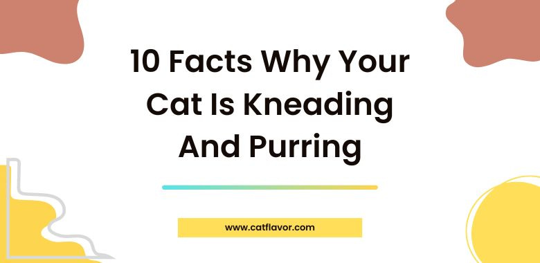 10 Facts Why Your Cat Is Kneading And Purring
