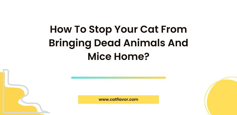 How To Stop Your Cat From Bringing Dead Animals And Mice Home