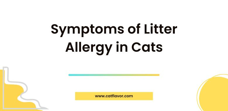 Symptoms of Litter Allergy in Cats