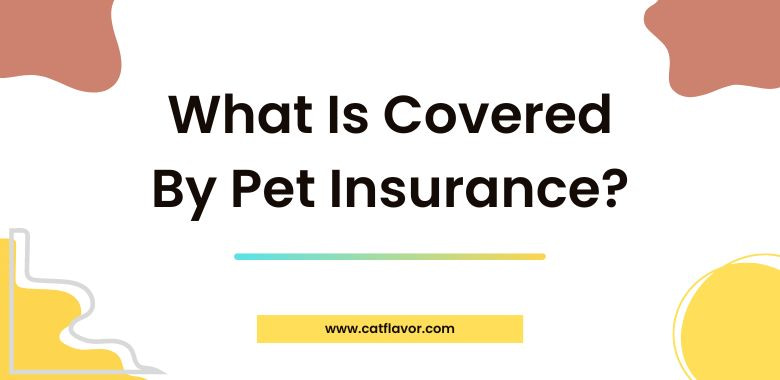 What Is Covered by Pet Insurance