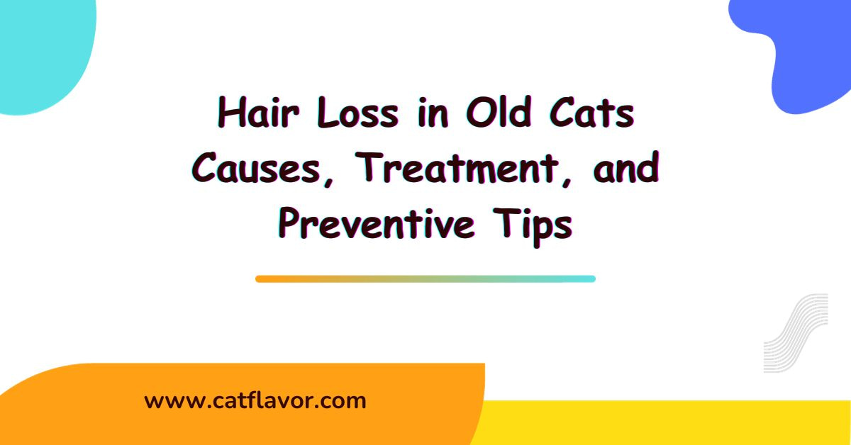 Hair Loss in Old Cats