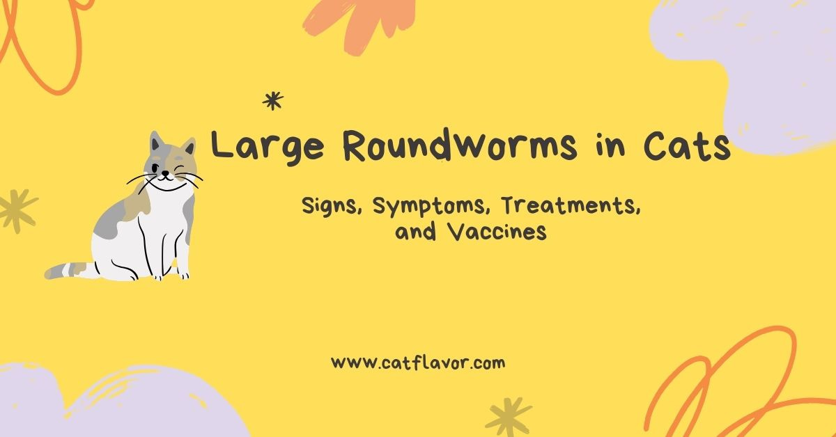 Large Roundworms in Cats