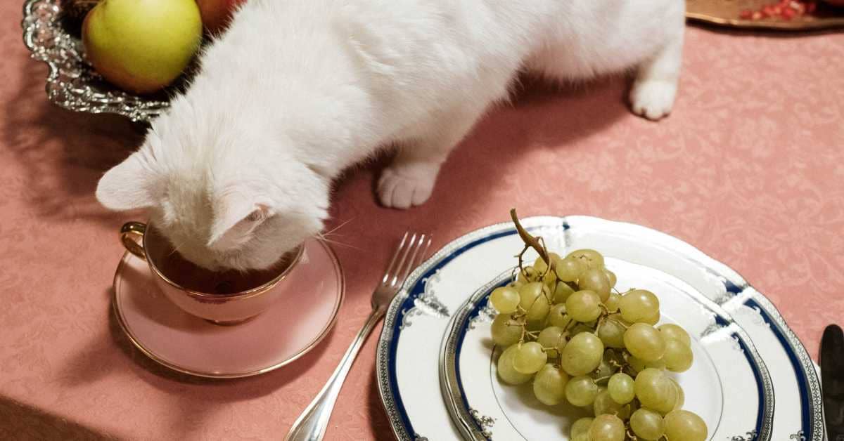 Food Aggression In Cats