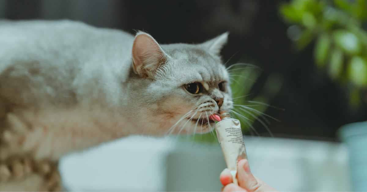Can I Give My Cat Wet Food as a Treat? Best Wet Food For Cats