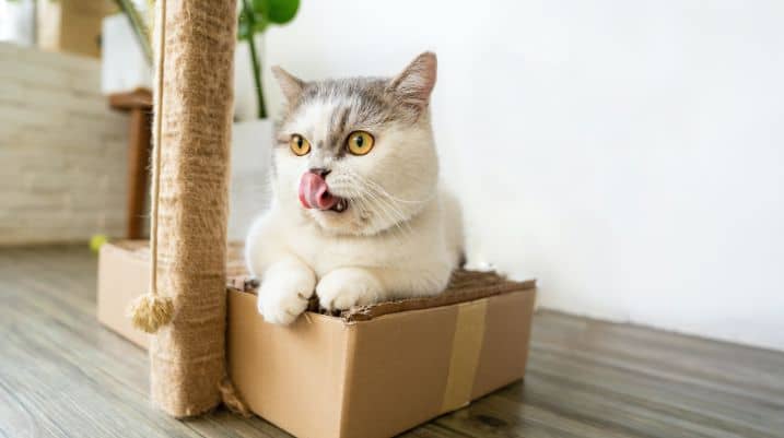 How Often Should You Change Litter Boxes