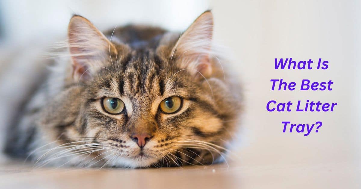 What Is The Best Cat Litter Tray? 5 Best Cat Litter Trays