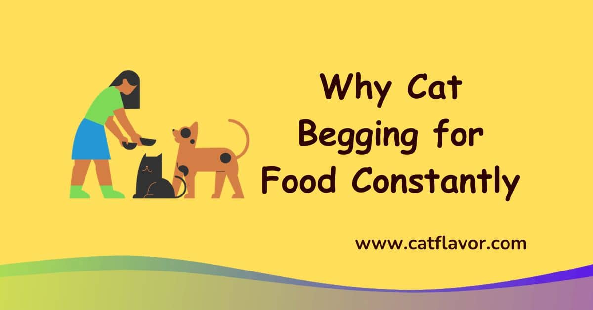 Why Cat Begging for Food Constantly