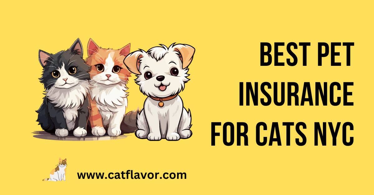 Best Pet Insurance For Cats NYC