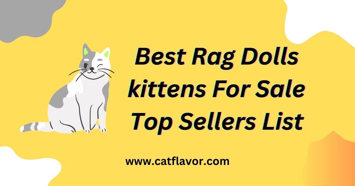Best Rag Dolls kittens For Sale