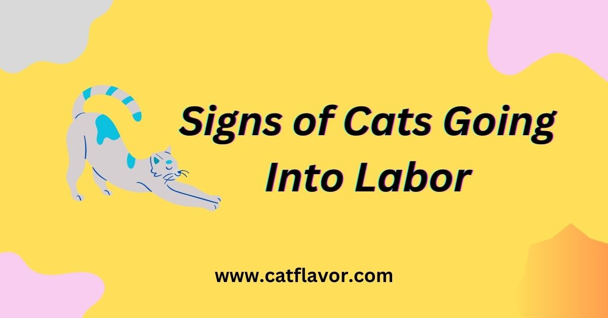 Signs of Cats Going Into Labor