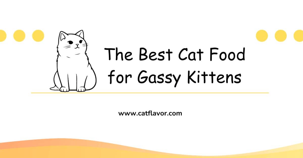 The Best Cat Food for Gassy Kittens