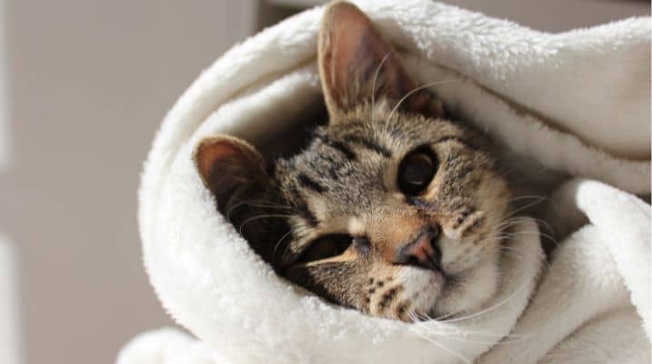Blankets for Outdoor Cats