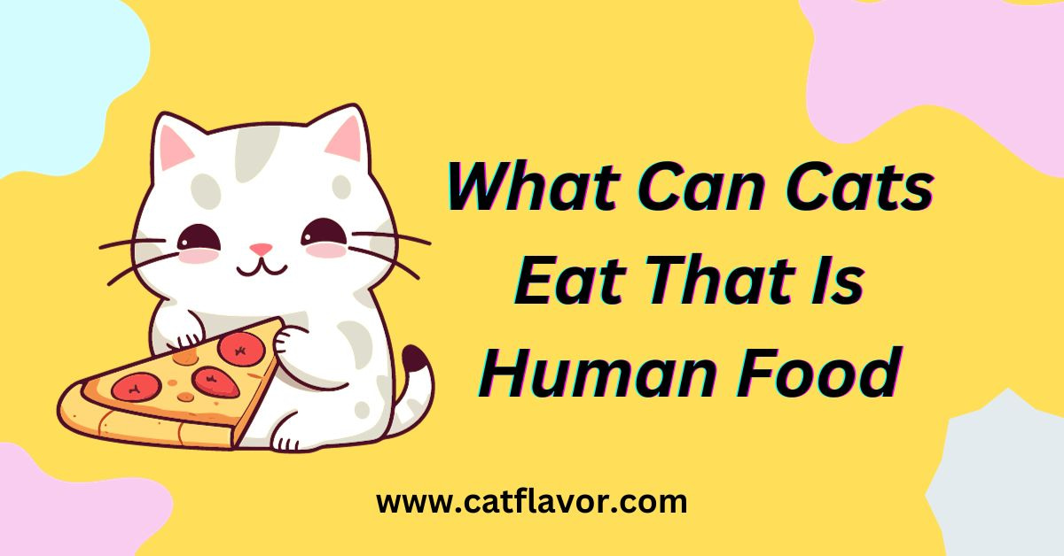 What Can Cats Eat That Is Human Food