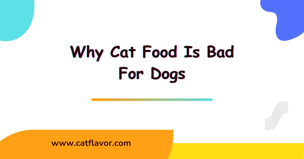 Why Cat Food Is Bad For Dogs; What Happens If Dogs Eats Cat Food