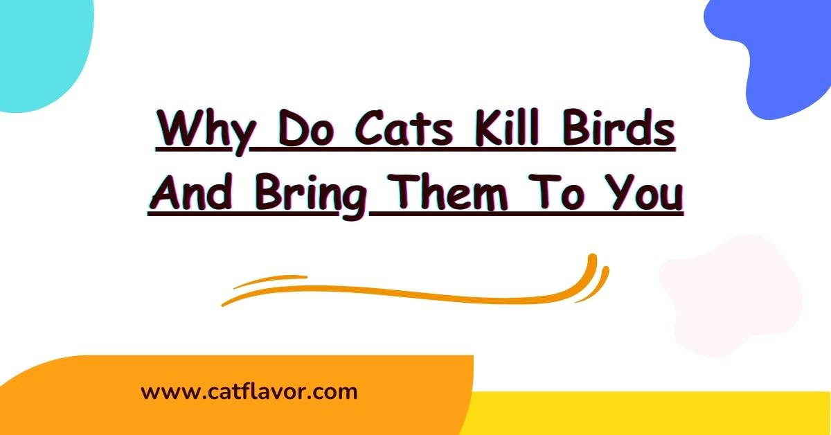 Why Do Cats Kill Birds And Bring Them To You