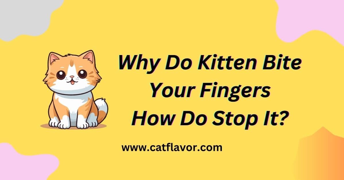 Why Do Kitten Bite Your Fingers
