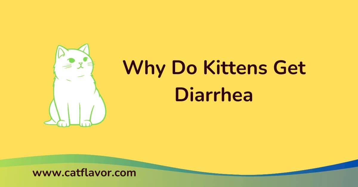 Why Do Kittens Get Diarrhea