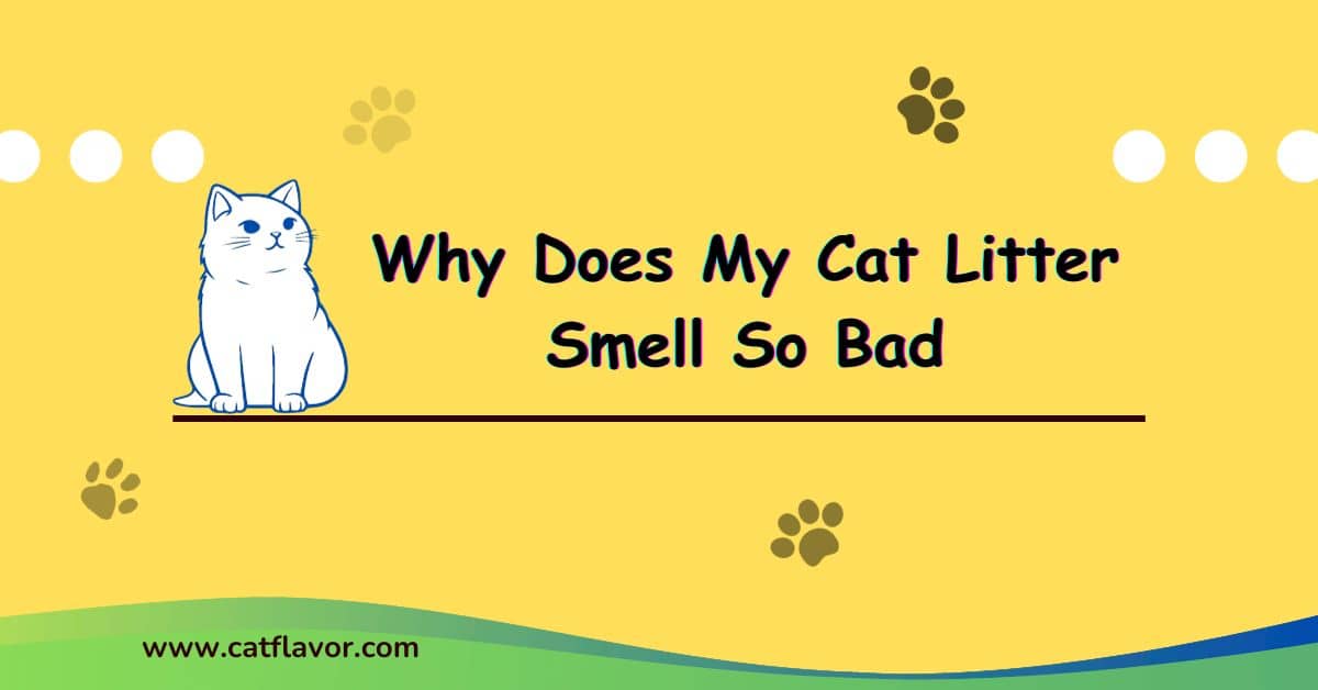 Why Does My Cat Litter Smell So Bad