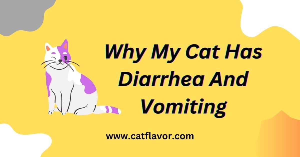 Why My Cat Has Diarrhea And Vomiting