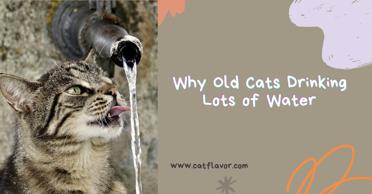 Why Old Cats Drinking Lots of Water