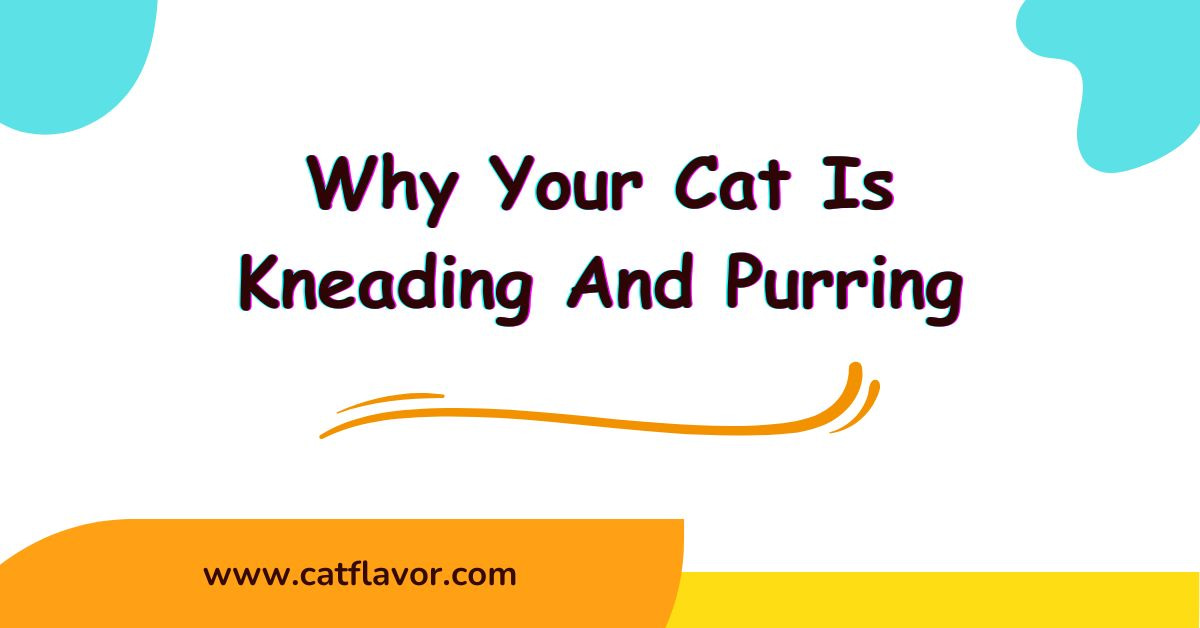 Why Your Cat Is Kneading And Purring