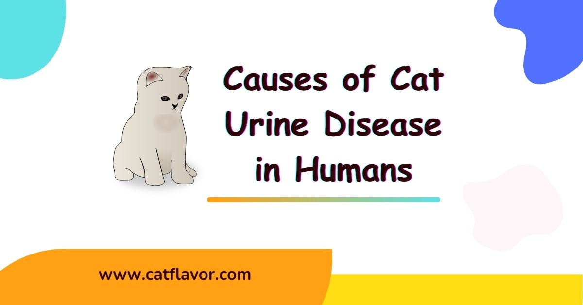 Cat Urine Disease in Humans and Toxoplasmosis Treatment