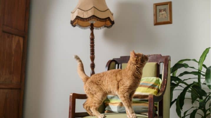 How To Keep Cats From Scratching Furniture Vinegar