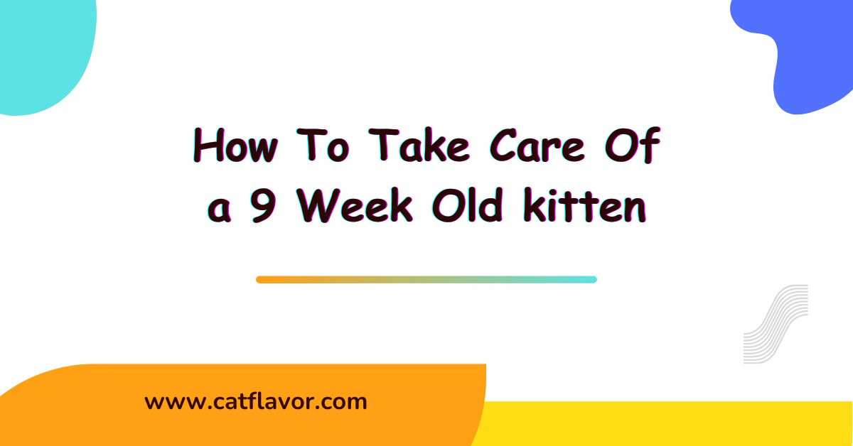 How To Take Care Of a 9 Week Old kitten