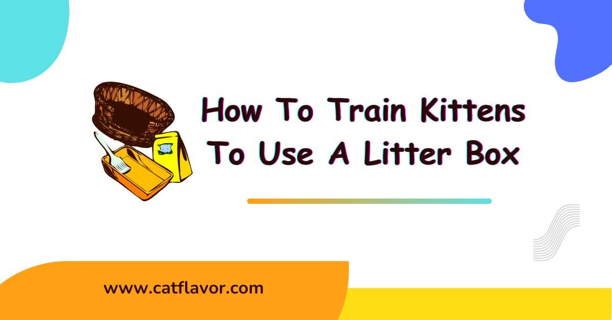 How To Train Kittens To Use A Litter Box Cat Flavor