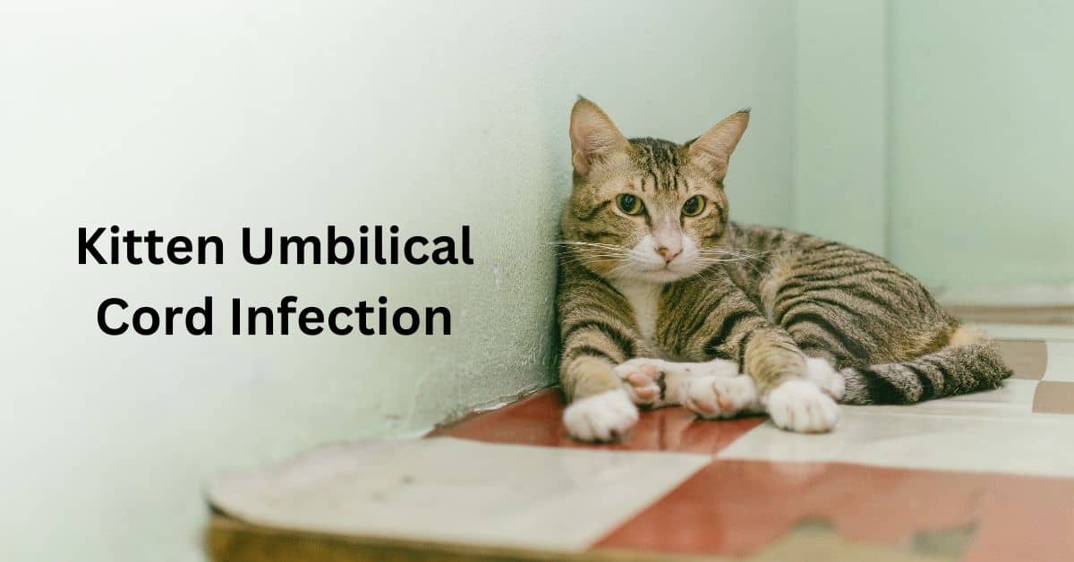 Kitten Umbilical Cord Infection