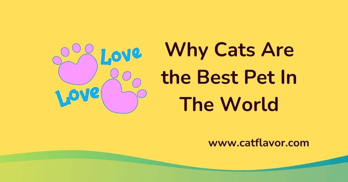 Why Cats Are the Best Pet In The World