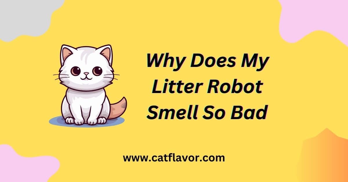 Why Does My Litter Robot Smell So Bad