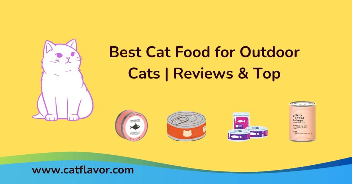 Best Cat Food for Outdoor Cats