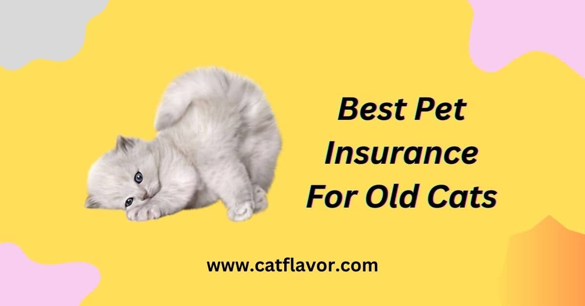 Best Pet Insurance For Old Cats
