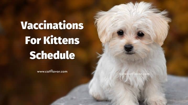 Vaccinations For Kittens Schedule