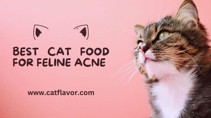 Best Cat Food For Feline Acne