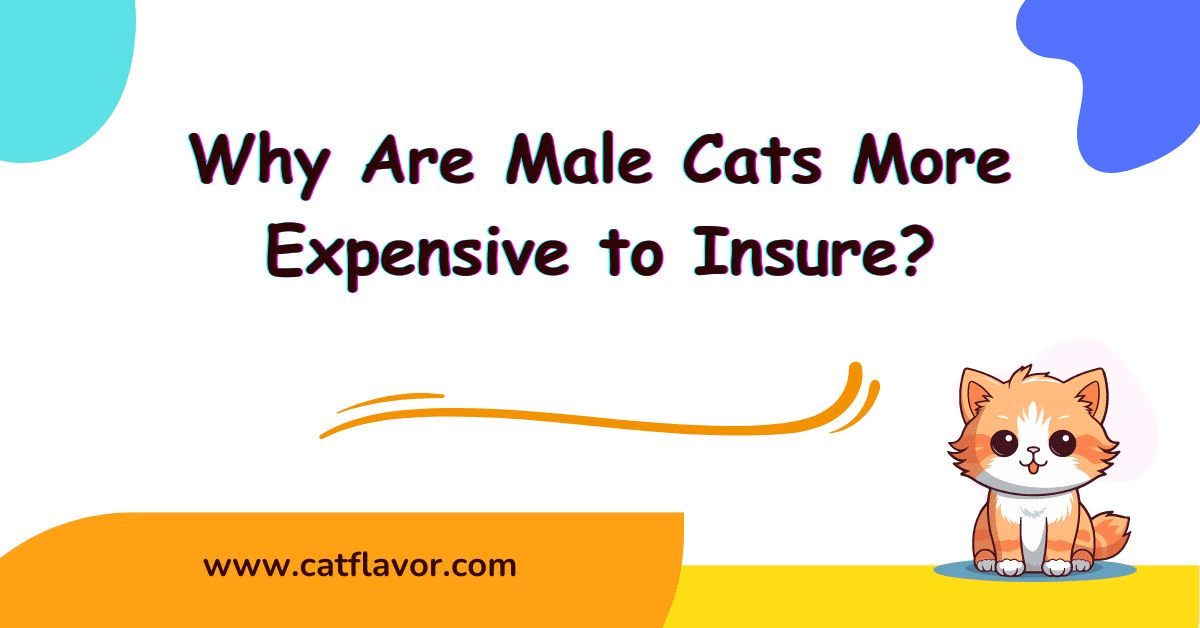 Why Are Male Cats More Expensive to Insure