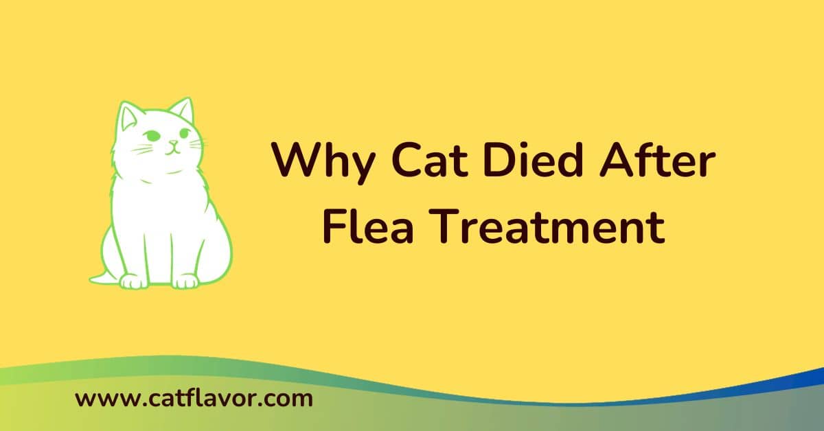 Why Cat Died After Flea Treatment