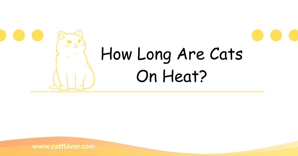 How Long Are Cats On Heat?